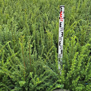 Taxus baccata 60-80 cm met kluit extra
