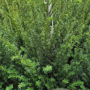Taxus baccata 60-80 cm met kluit extra