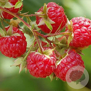 Rubus idaeus 60-80 cm wortelgoed 1/1