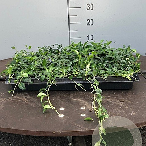 Vinca minor Covergreen Covergreen
