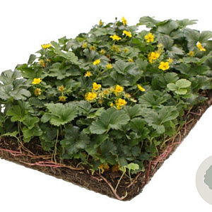 Waldsteinia ternata Covergreen Covergreen