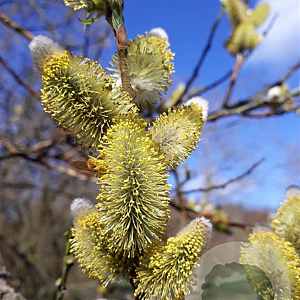 Salix daphnoides 100-125 cm wortelgoed 0/1 vertakt