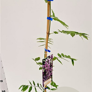 Wisteria formosa 'Issai Perfect' 100-125 cm rozenpot 2L
