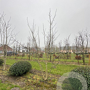 Juglans regia 450-500 cm draadkluit meerstammig