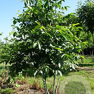Juglans regia 450-500 cm draadkluit meerstammig