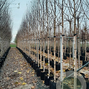 Betula utilis 'Doorenbos' 14-16 HO container