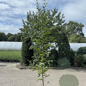 Carpinus betulus 125-150 cm 2,5L