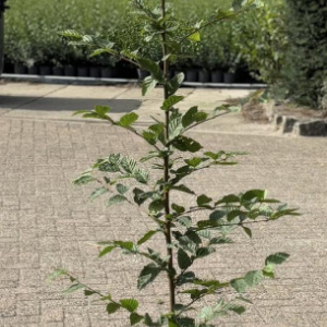 Carpinus betulus 125-150 cm 2,5L