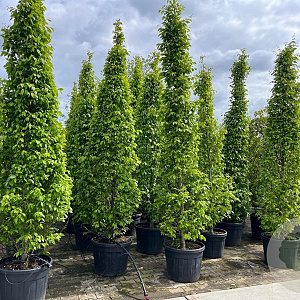 Carpinus bet. 'Fastigiata' 14-16 HO container