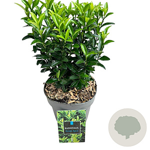 Euonymus jap. 'Green Spire' 25-30 cm 2,0L