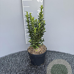 Euonymus jap. 'Green Spire' 25-30 cm 2,0L