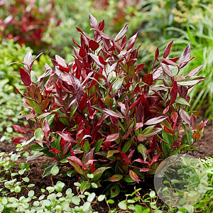 Leucothoe fontanesiana 'Little Flames' 20-25 cm 2,0L