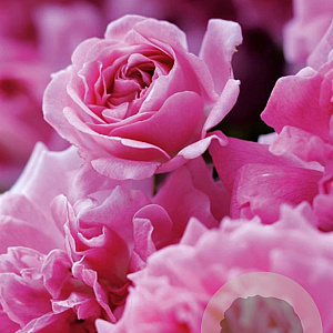 Rosa 'Dorothy Perkings' A kwaliteit wortelgoed vanaf 2 tak