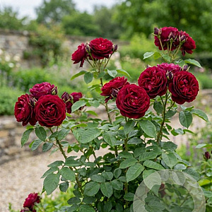 Rosa 'Grafin Diana' A kwaliteit wortelgoed vanaf 2 tak