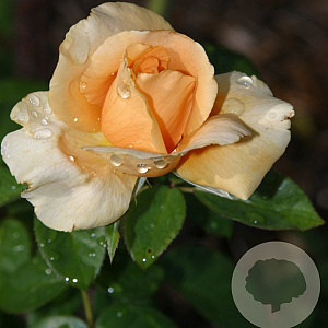 Rosa (T) Abbaye de Cluny GM rozenpot 4L