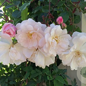 Rosa 'Adelaide d'Orléans' GM rozenpot 4L
