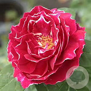 Rosa (H) 'Baron Girod de L'Ain' GM rozenpot 4L