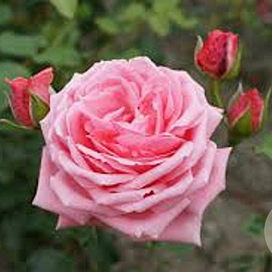 Rosa (K) 'Coral Dawn' GM rozenpot 4L