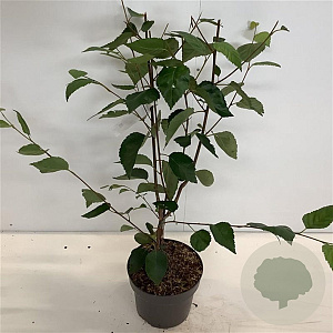 Betula utilis 'Doorenbos' 60-80 cm 4,0L