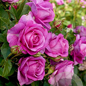 Rosa (F) Carmen Würth GM rozenpot 4L