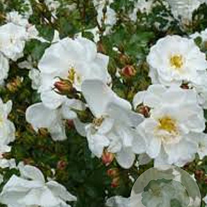 Rosa (P) Diamant GM rozenpot 3L
