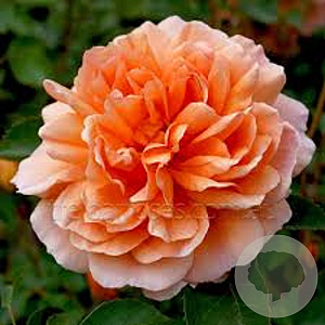 Rosa (H) Dame Judy Dench GM rozenpot 4L