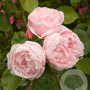 Rosa (K) Fragrant Old Pink Climber® GM rozenpot 4L