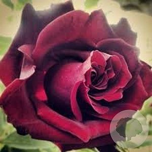 Rosa (K) 'Guinée' GM rozenpot 4L