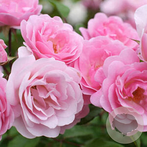 Rosa (H) Harlow Carr GM rozenpot 4L