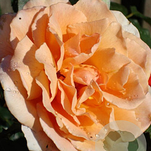 Rosa (T) 'Just Joey' GM rozenpot 4L