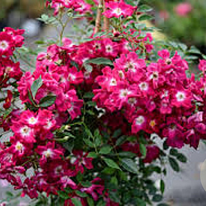 Rosa (K) Libertas GM rozenpot 4L
