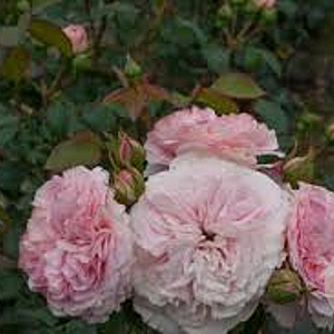 Rosa (F) Maria theresia GM rozenpot 4L