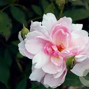 Rosa (H) Mortimer Sackler GM rozenpot 4L
