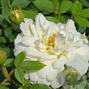Rosa (H) Nye Bevan GM vierkant 6 L