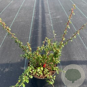 Cotoneaster suec. 'Coral Beauty' 25-30 cm P13