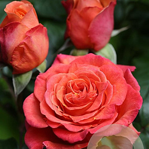 Rosa (F) La Palma Densiflora GM rozenpot 4L