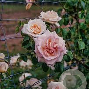 Rosa (K) Penny Lane GM rozenpot 4L