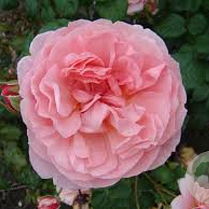 Rosa (H) Strawberry Hill GM rozenpot 4L