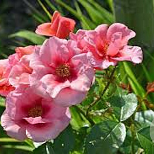 Rosa (M) Maestro Babylon Eyes GM rozenpot 4L