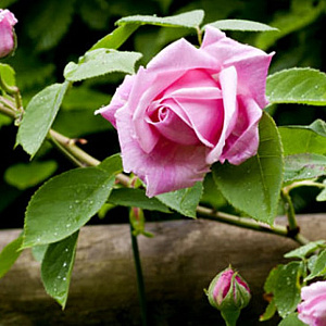 Rosa (F) Sweet Song GM vierkant 6 L