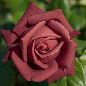 Rosa Terracotta GM rozenpot 4L