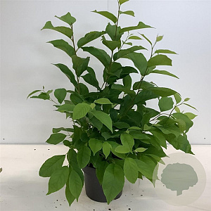 Halesia carolina 40-60 cm 4,0L