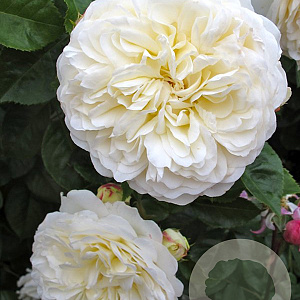 Rosa Tranquillity GM vierkant 6 L