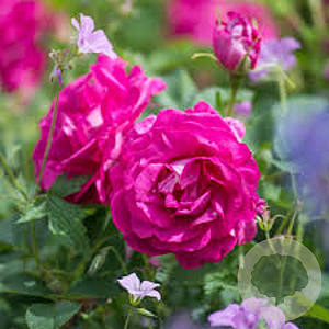 Rosa (H) Wild Edric A kwaliteit wortelgoed vanaf 2 tak