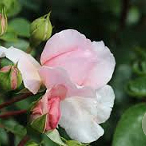 Rosa (H) Wildeve GM rozenpot 4L