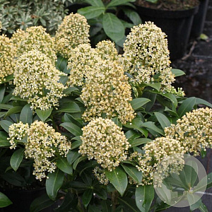 Skimmia j. 'Fragrant Cloud' 40-45 cm P22