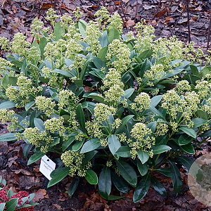 Skimmia j. 'Finchy' 35-40 cm P19