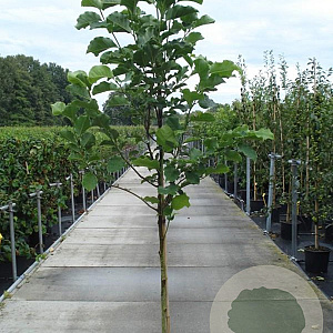 Magnolia 'Galaxy' 250-300 cm 20L