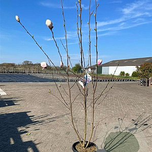 Magnolia 'Heaven Scent' 200-225 cm 35L