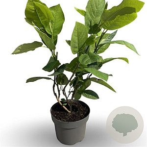 Magnolia sieboldii 40-50 cm 4,0L
